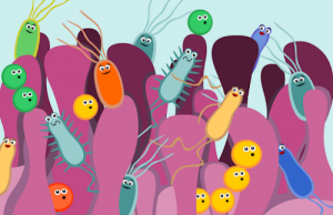 Gut Bacteria